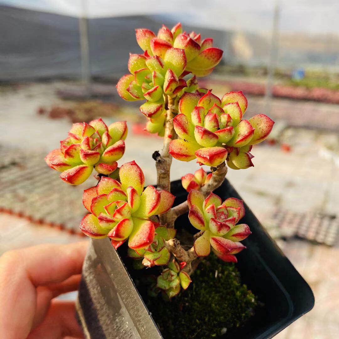 酥皮鸭多植物多头群生老桩童话园艺品质云南多肉植物