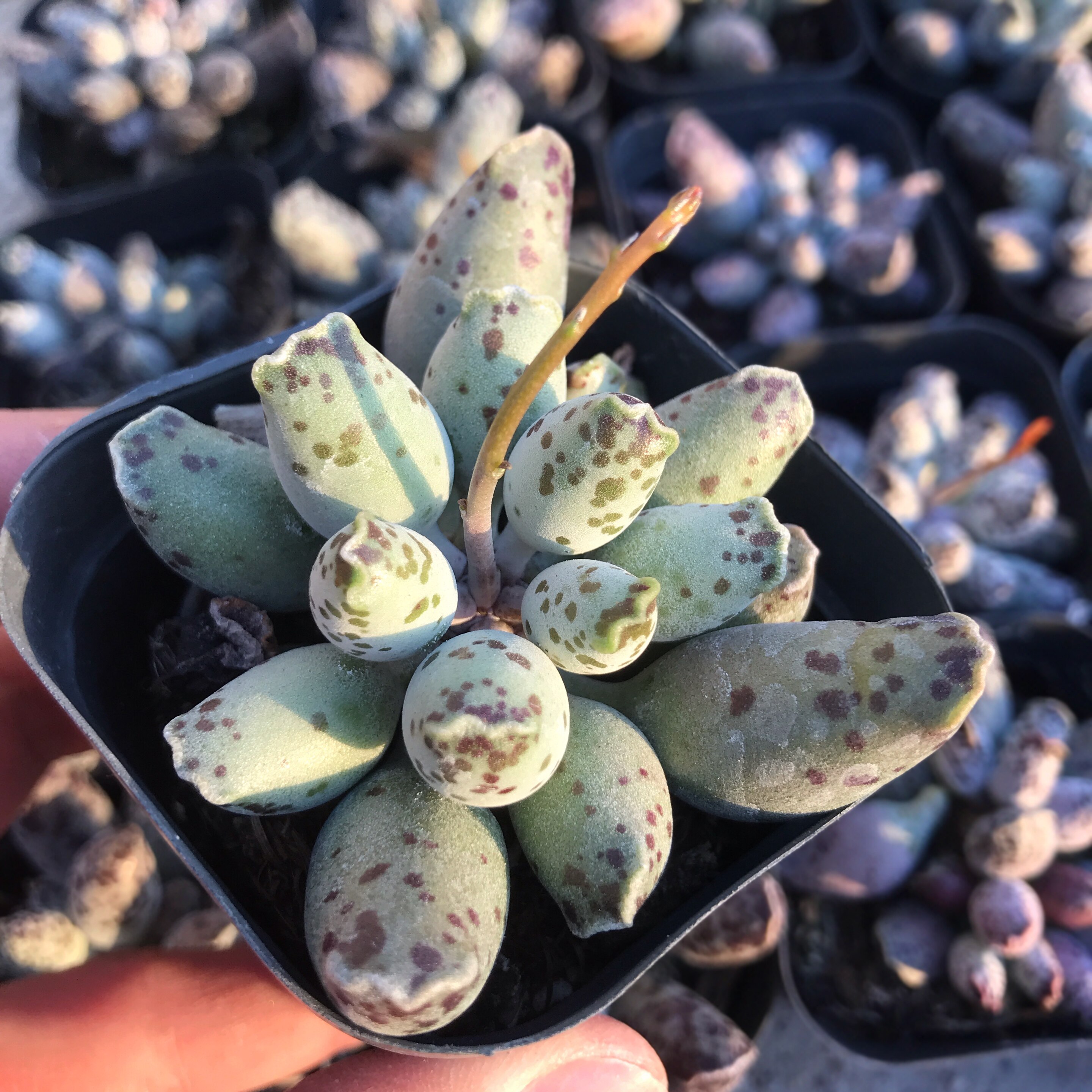 梅花鹿水泡多肉植物海豹办公室组合盆栽多肉植物