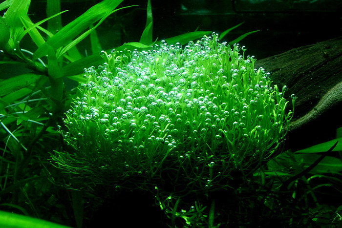 造景水草鹿角鱼缸水族箱迷你莫斯网片莫丝沉木水草