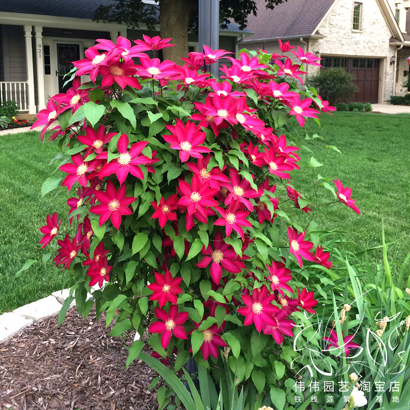 伟伟园艺波旁王朝铁线莲红色大花专利专利品品种绣球