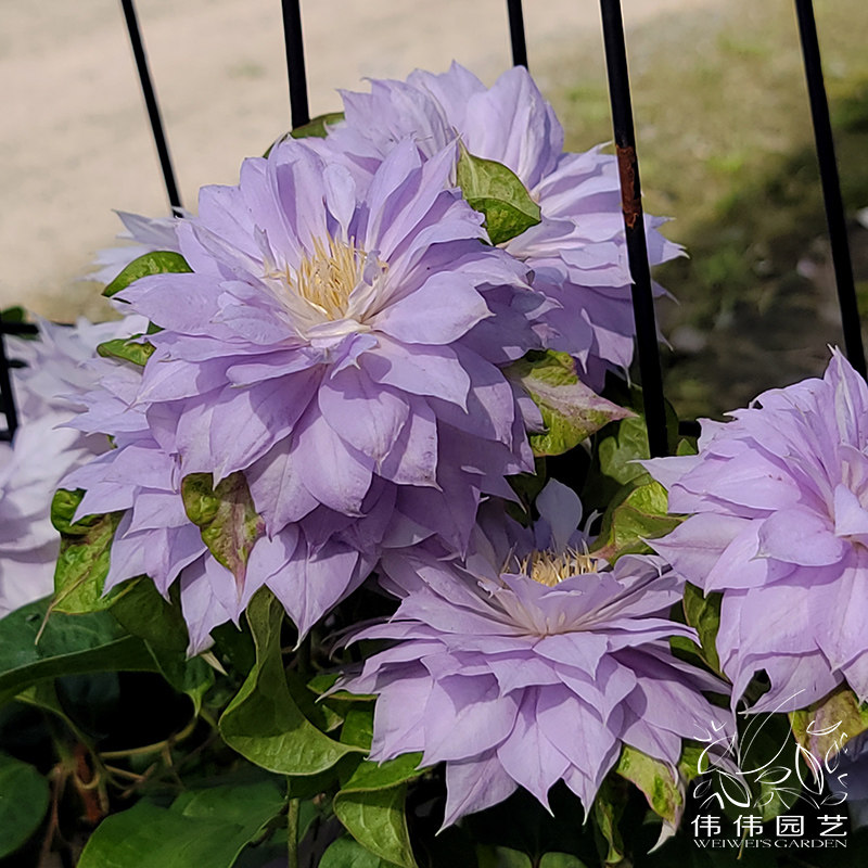 伟伟园艺铁线莲沃金美女新老开重瓣花庭院花园花卉
