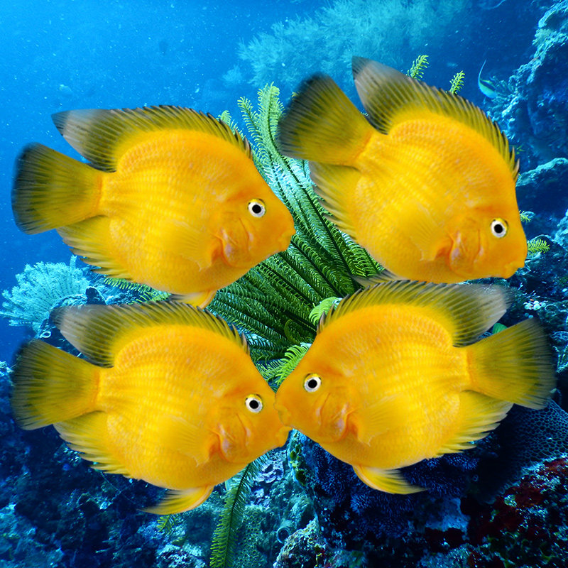 鹦鹉鹦鹉鱼活体发财鱼热带观赏大型黑白地图银龙鱼