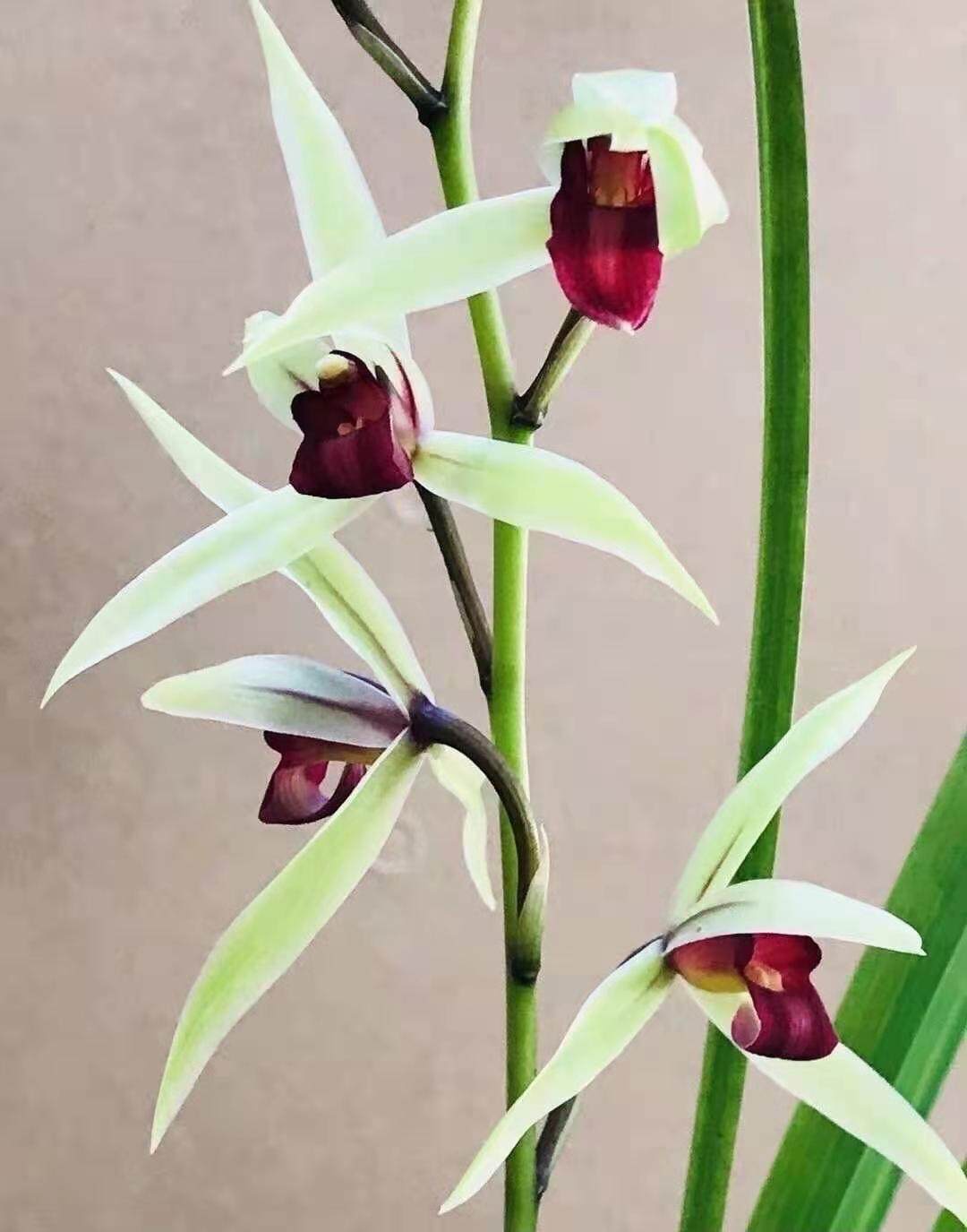 兰花世界世界上上超香兰寒兰红素烈焰焰红唇草本花卉