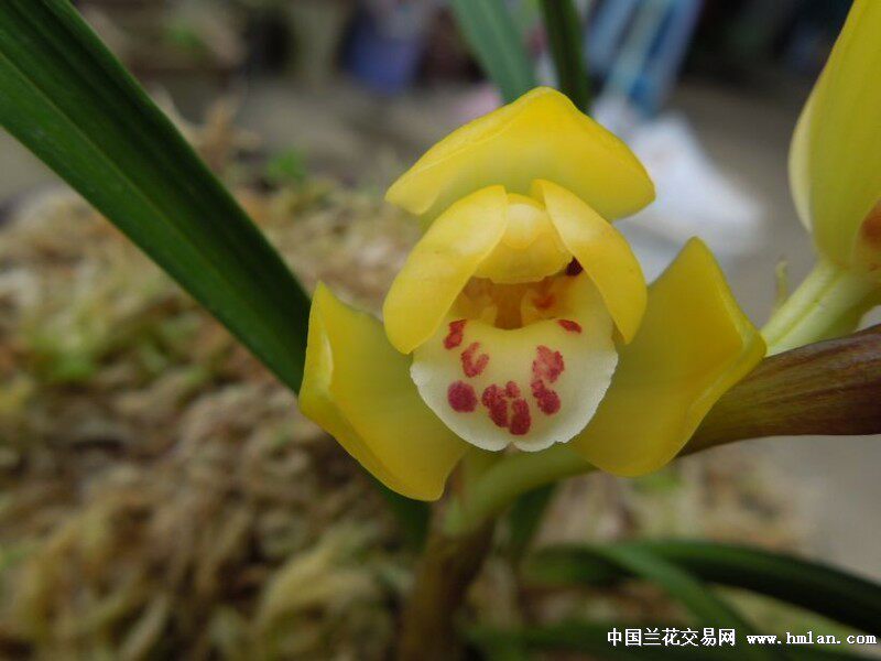 清仓高品质兰花老种兰花草春兰黄荷富贵之光浓香时令草本花卉