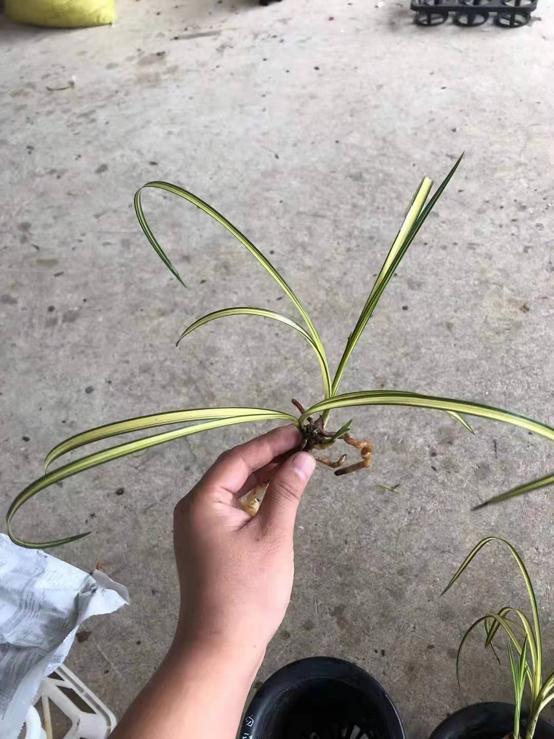 世界世界上上特香兰兰花超靓蕙兰中透艺草天鹤阳时令草本花卉