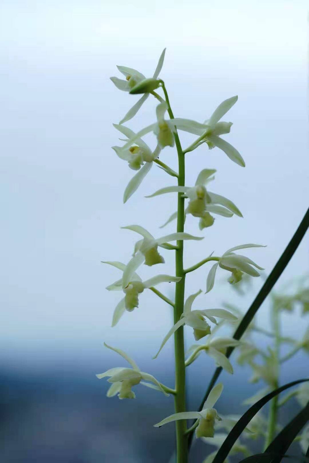 世界世界上上特香兰花白新品蕙兰白娘子开花超香时令草本花卉
