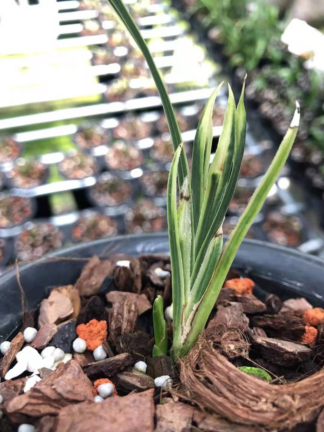精品兰花稀有品种蕙兰水晶奇花奇叶防辐射客厅花卉