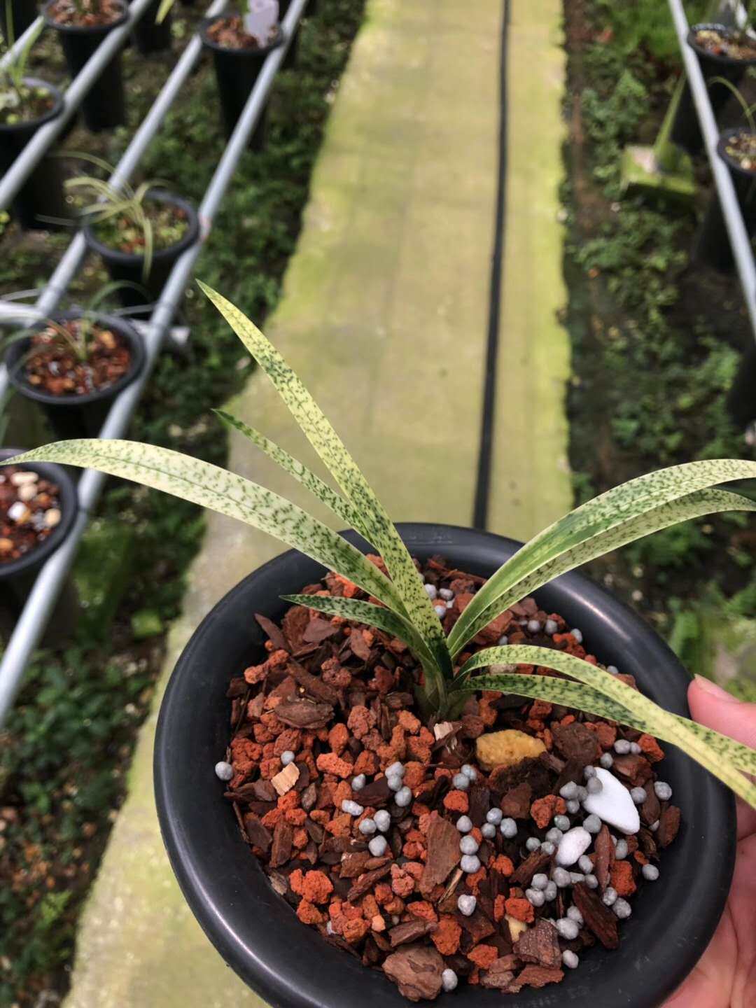 精品兰花极品品线艺高高级蛇斑艺吻仔鱼容易时令草本花卉