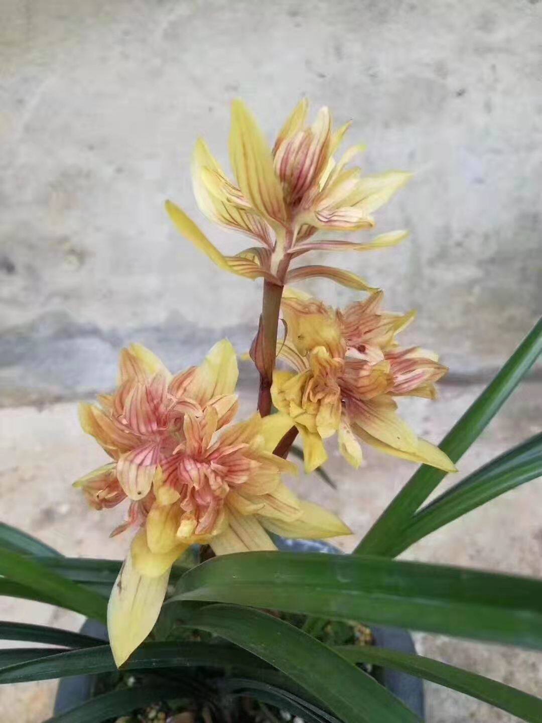 兰花春兰盛世精品品奇花黄金奇艳大花超室内时令草本花卉