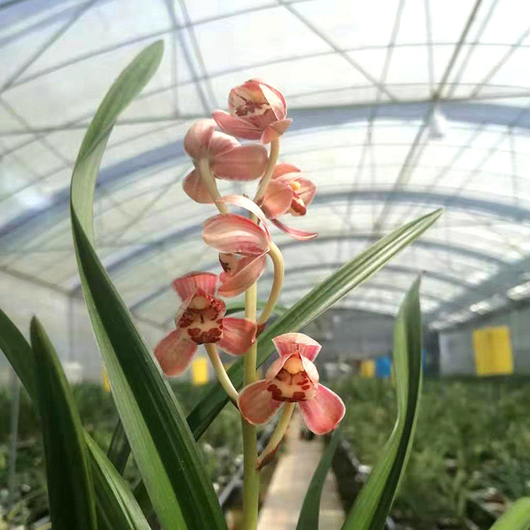 兰花红月建兰四季兰荷瓣矮种盆栽室内花卉浓香时令草本花卉