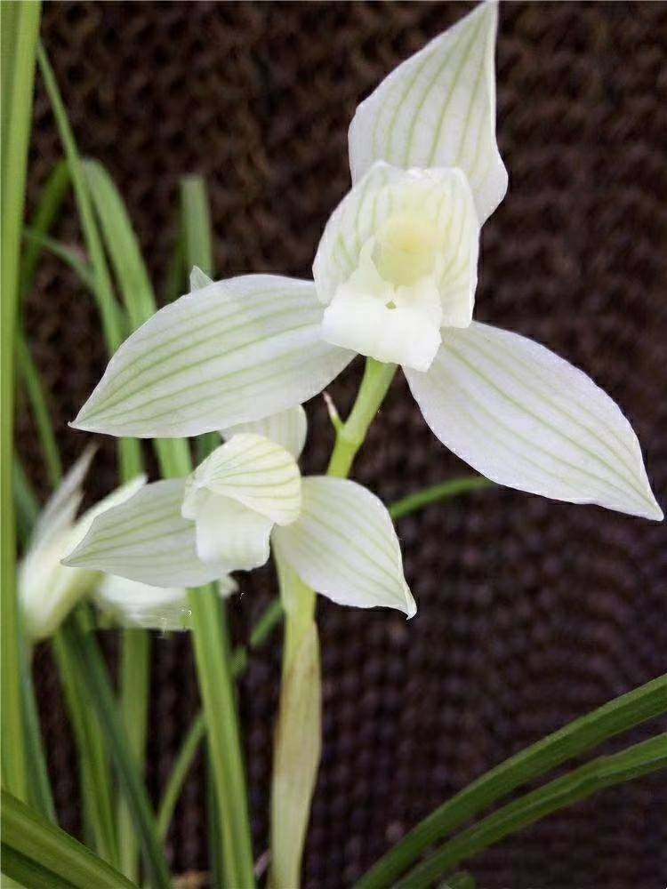 云南自然名品品兰花苗莲瓣冰美人浓香绿植花卉时令草本花卉