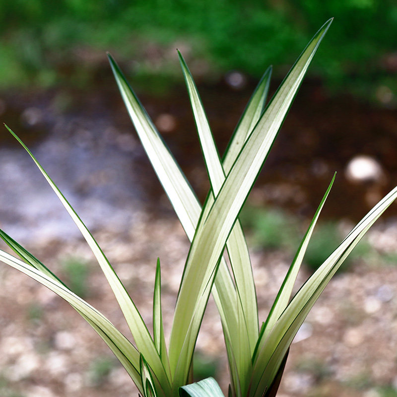 兰花精品建兰高山春色中透艺兰兰草花期花苞时令草本花卉