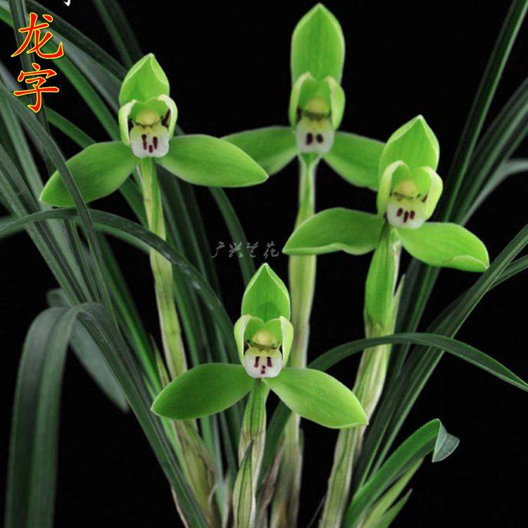 春兰兰花龙字老八之一荷形水仙原生浓香室内花卉