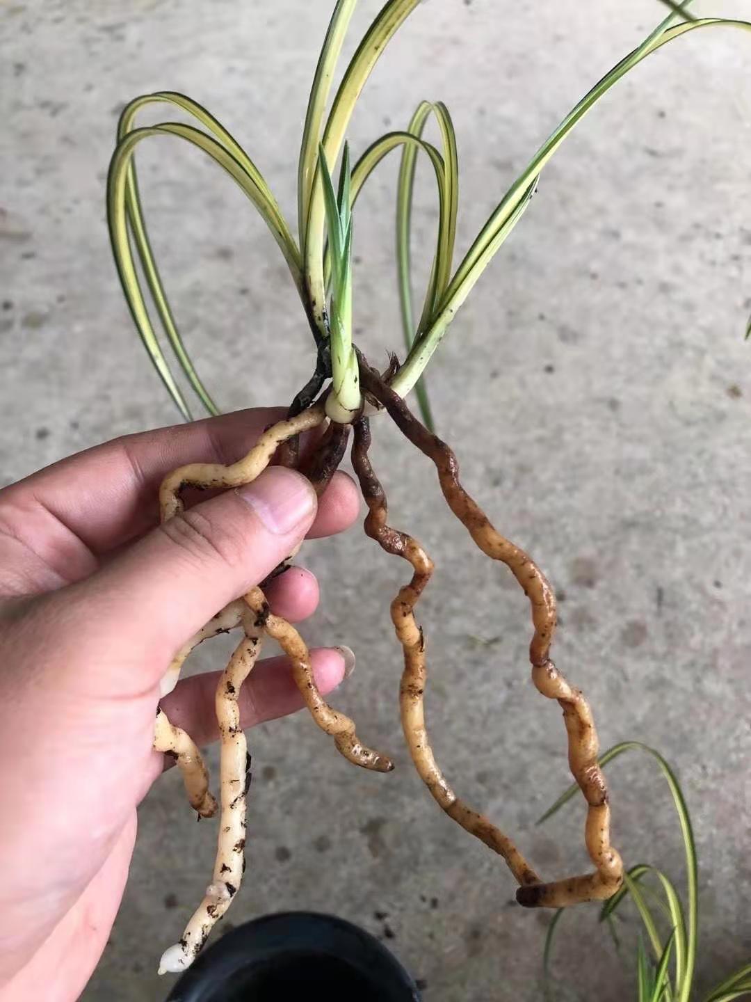世界世界上上特香兰兰花超靓蕙兰中透艺草天鹤阳时令草本花卉
