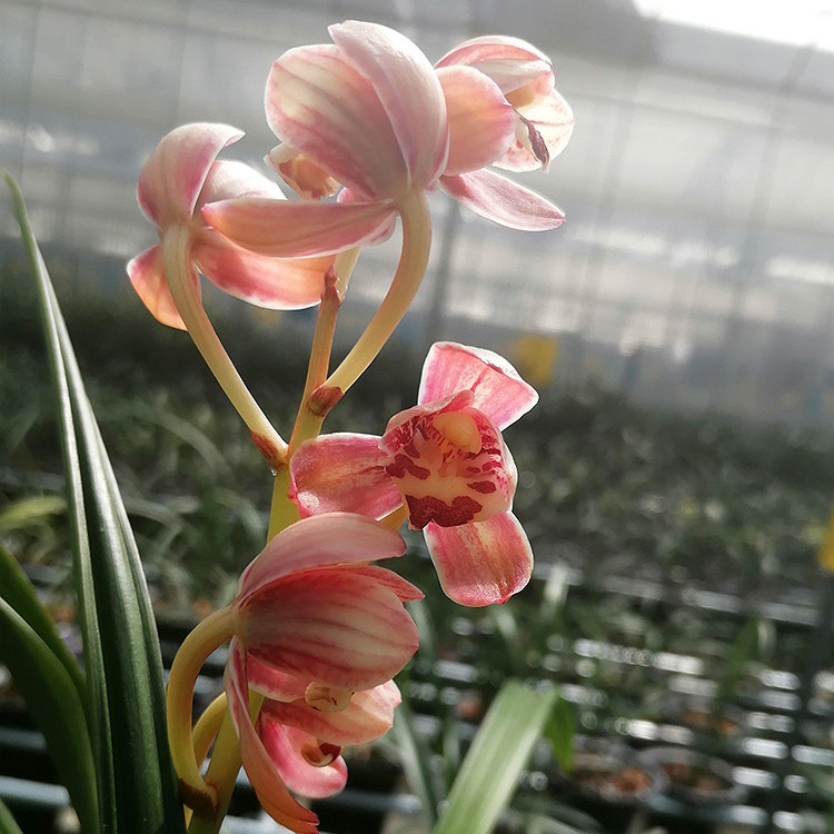 兰花红月建兰四季兰荷瓣矮种盆栽室内花卉浓香时令草本花卉