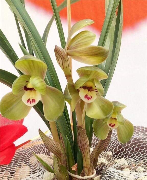 浙江自然老种兰花花苗春兰环球荷鼎浓香绿植时令草本花卉