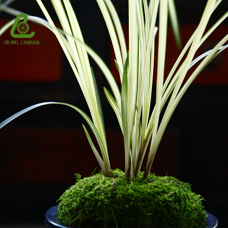 莲瓣北极星兰草兰艺草白中斑艺花叶双艺双艺高端时令草本花卉