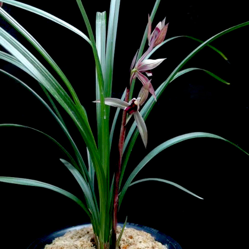 兰花花苗阳台花卉盆栽春剑红尊漏风漏雨自然时令草本花卉