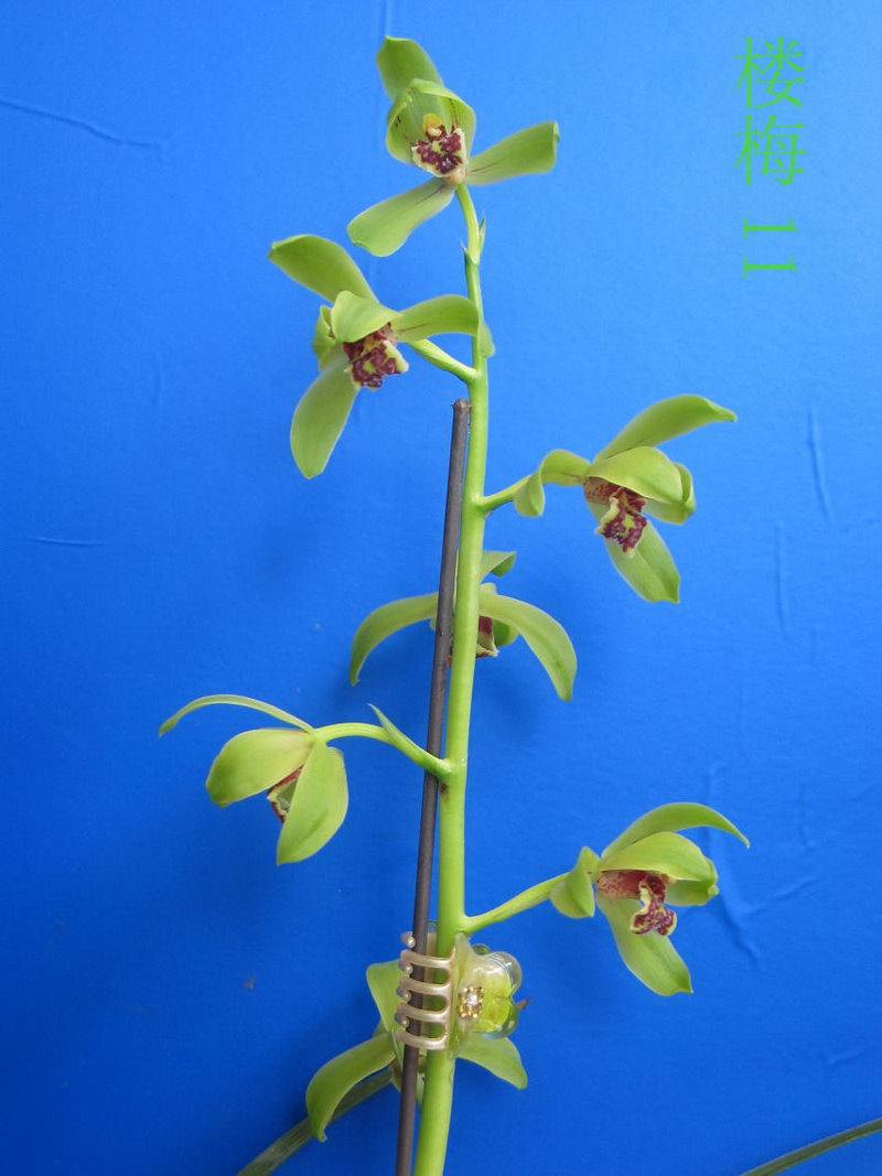 蕙兰梅瓣新八种楼梅特价出售苗引种苗包邮阳台时令草本花卉