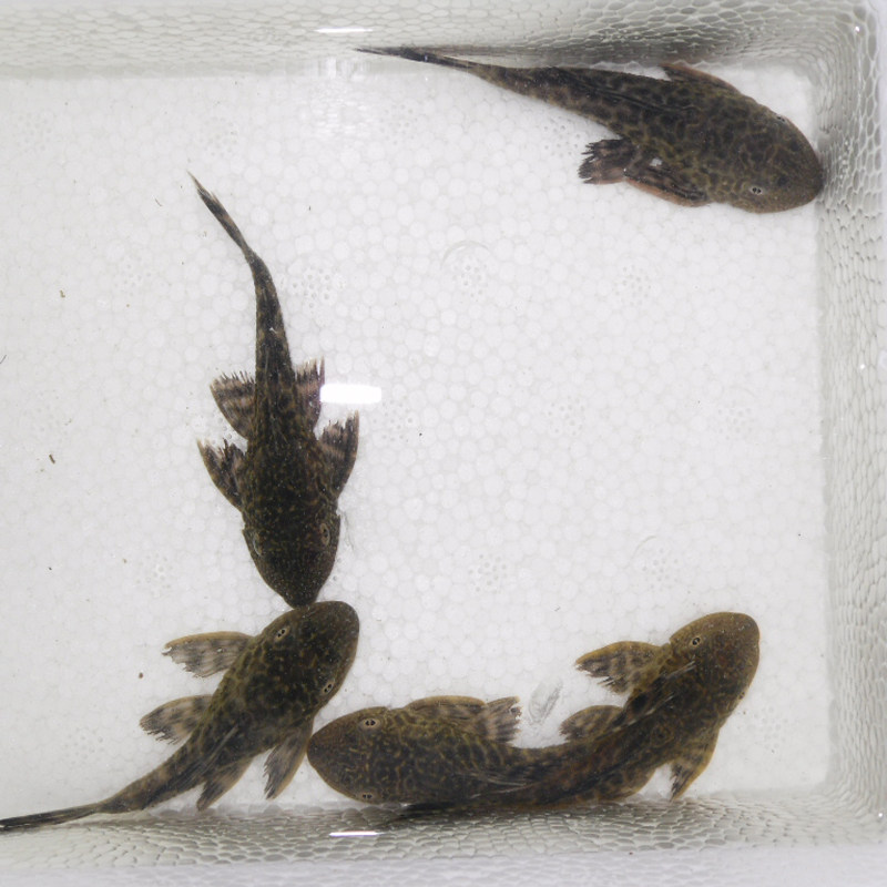 清道夫鱼观赏鱼活体淡水冷水热带鱼苗草缸鱼缸清洁工吃鱼屎藻包邮