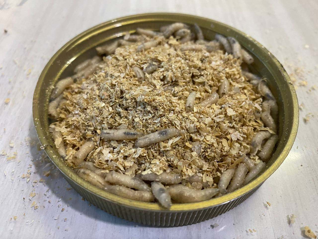 活体活蛆活饵鲜活肉蛆蛆虫白蛆活饵蛆鲫鱼鲤鱼台钓饵