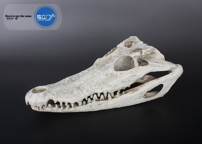 个性树脂鳄鱼仿真头骨标本家居样板酒吧道具摆件