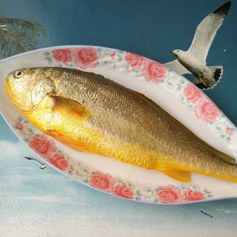 黄花鱼鲜活海鲜大黄鱼中国江苏省连云港市水产新鲜其它