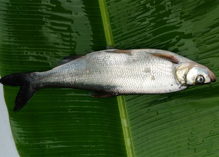 蓉羊生鲜农家新品生态流水放养鲜活翘壳鱼白淡水鱼类