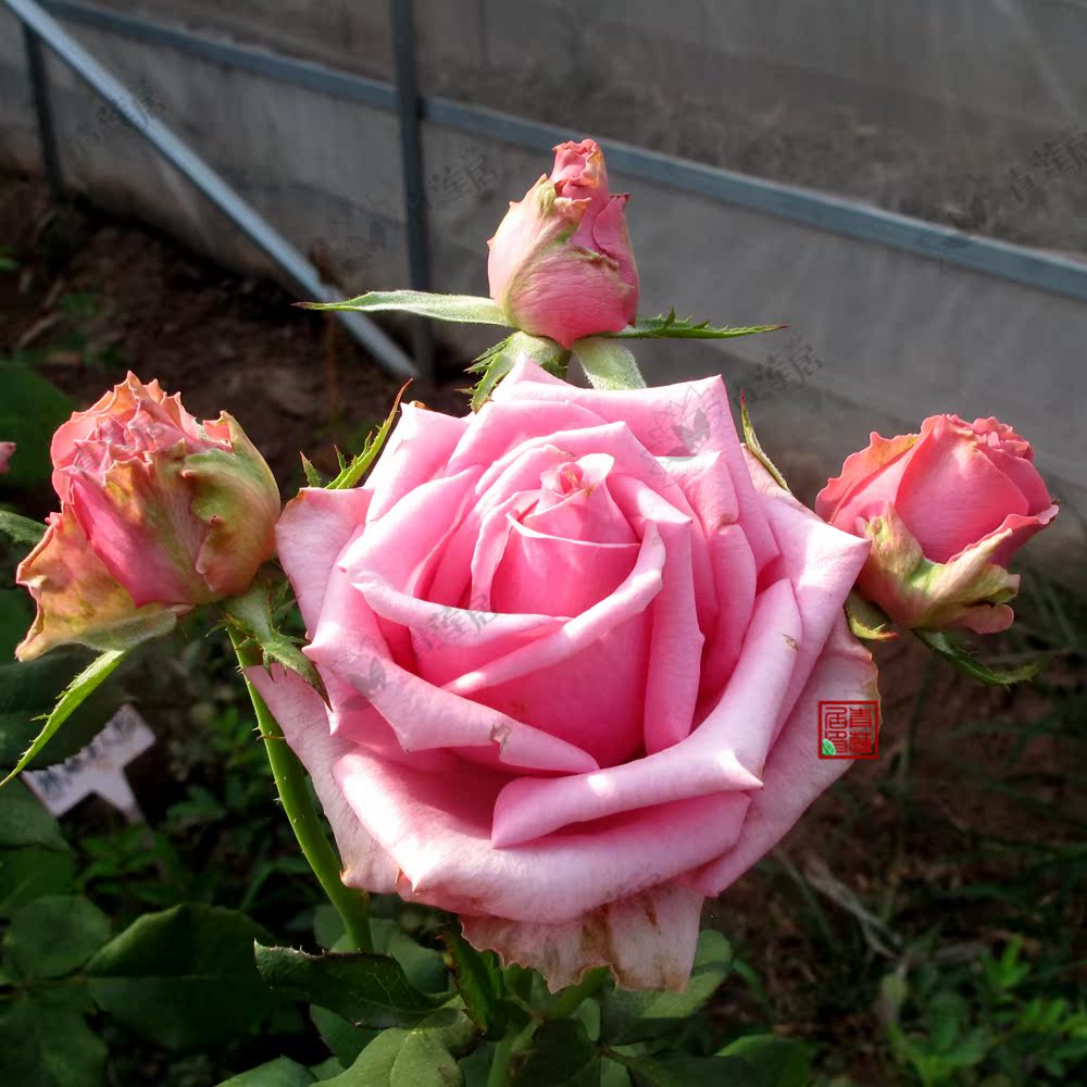h23四爱 青莲居荷兰月季盆栽加仑大花灌木多季阳台庭院花园花卉苗