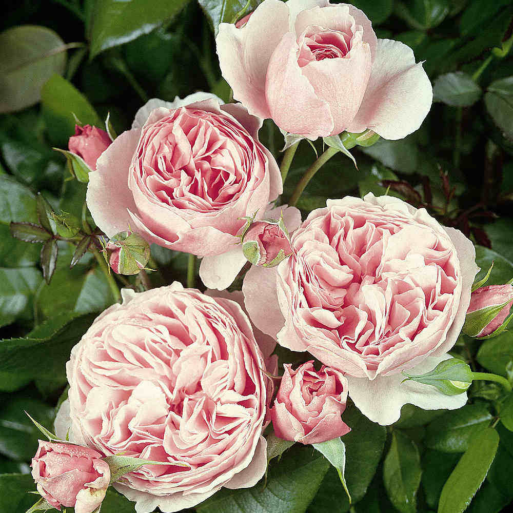 t05梦幻花园青莲欧洲月季2加仑1.5年花卉