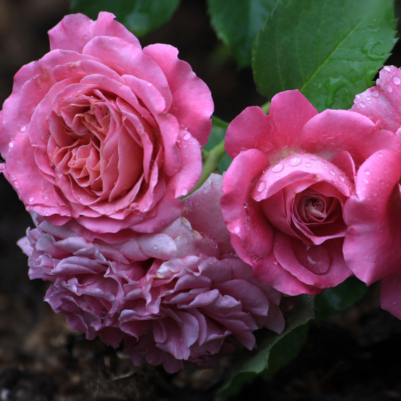 f07艾格尼丝青莲居欧洲月季灌木欧月短藤庭院阳台花卉