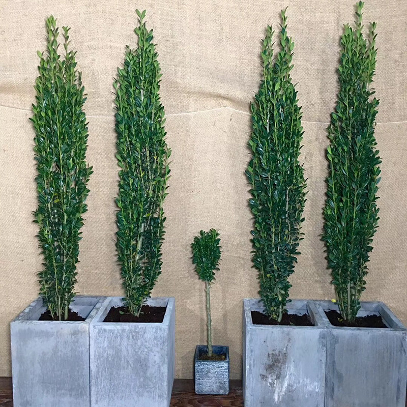 直立冬青苗天空之笔青莲居花园绿植庭院篱笆墙四季常青树苗