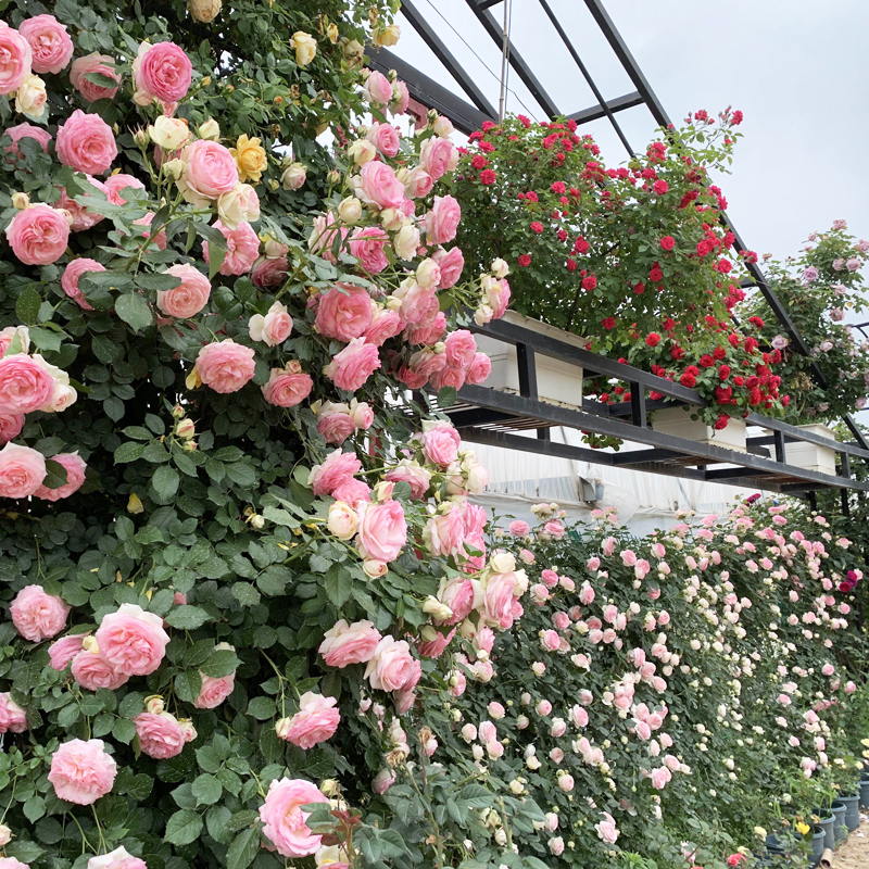 粉龙粉色龙沙宝石藤本月季大苗多季开大浓香爬墙时令草本花卉