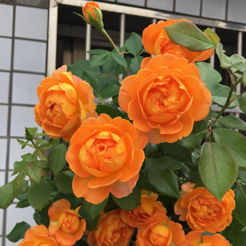 藤本蜂蜜焦糖爬藤月季大苗母系攀爬植物庭院时令草本花卉