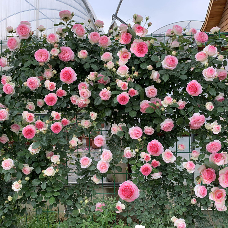 粉龙粉色龙沙宝石藤本月季大苗多季开大浓香爬墙时令草本花卉