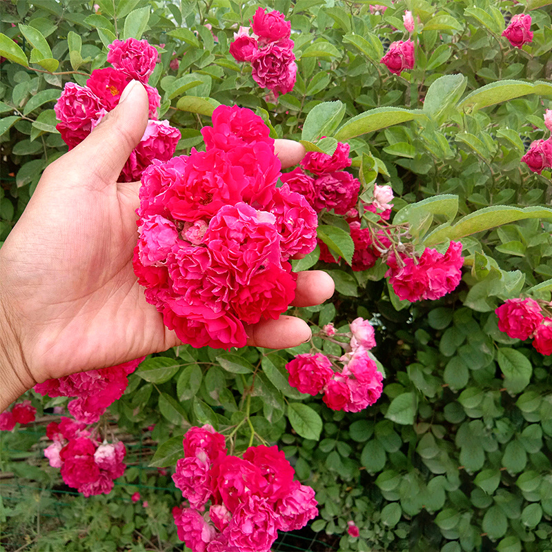 黄木香花苗爬藤植物多季红花蔷薇白木香藤蔓藤本庭院爬墙玫瑰带花
