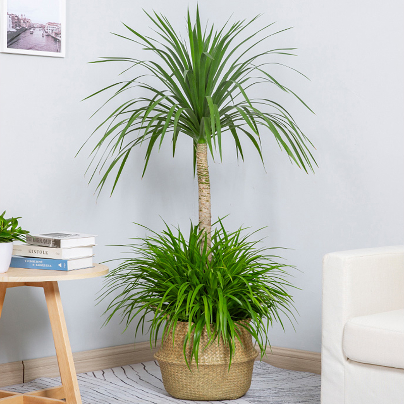 怡雅香龙龙血盆栽客厅甲醛招财网红绿植龙须兰大型绿植