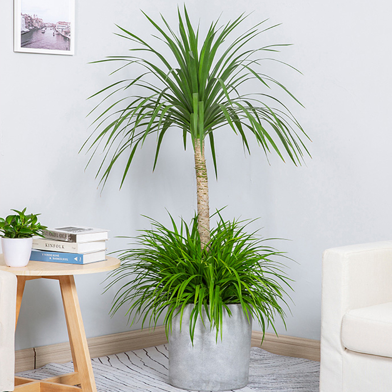 怡雅香龙龙血盆栽客厅甲醛招财网红绿植龙须兰大型绿植