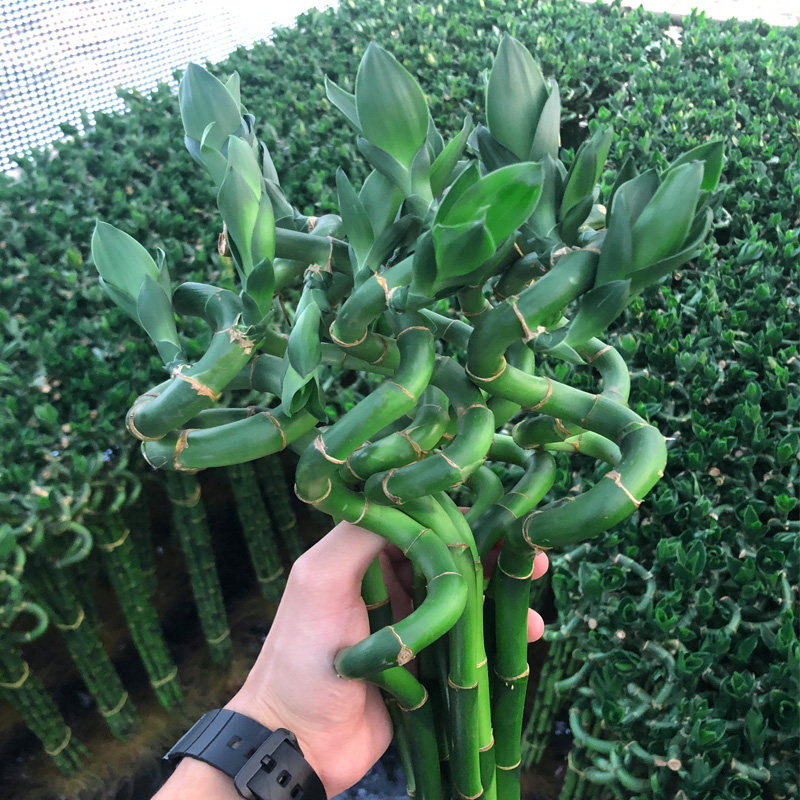 水培植物招财富贵竹转运观音龙竹盆栽带根室内绿植
