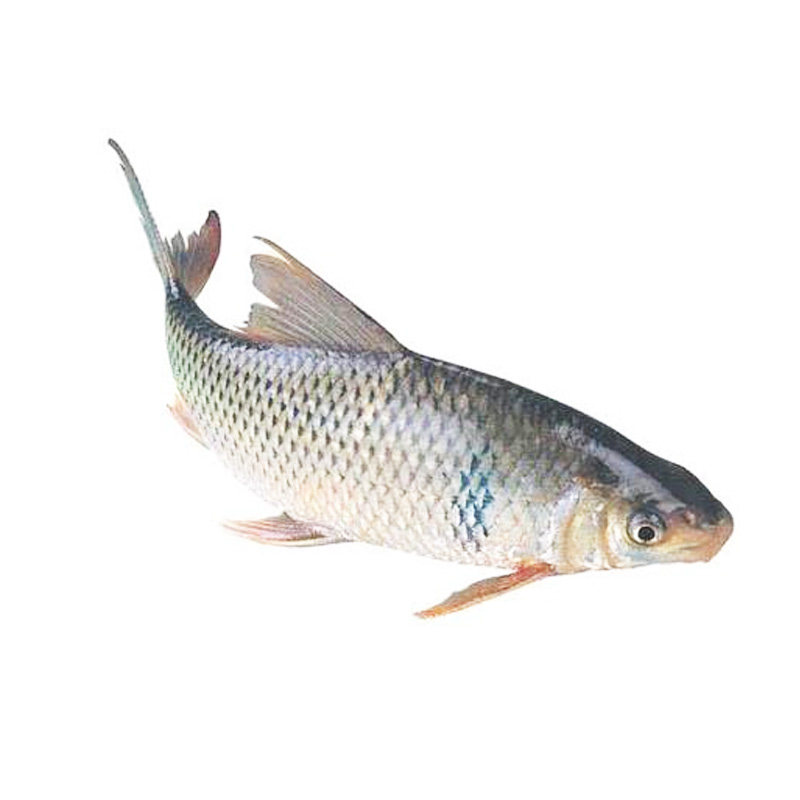 鲮鱼苗土鲮鱼麦鲮鱼苗水花活体淡水鱼塘养殖专用鲮鱼苗渔场直供