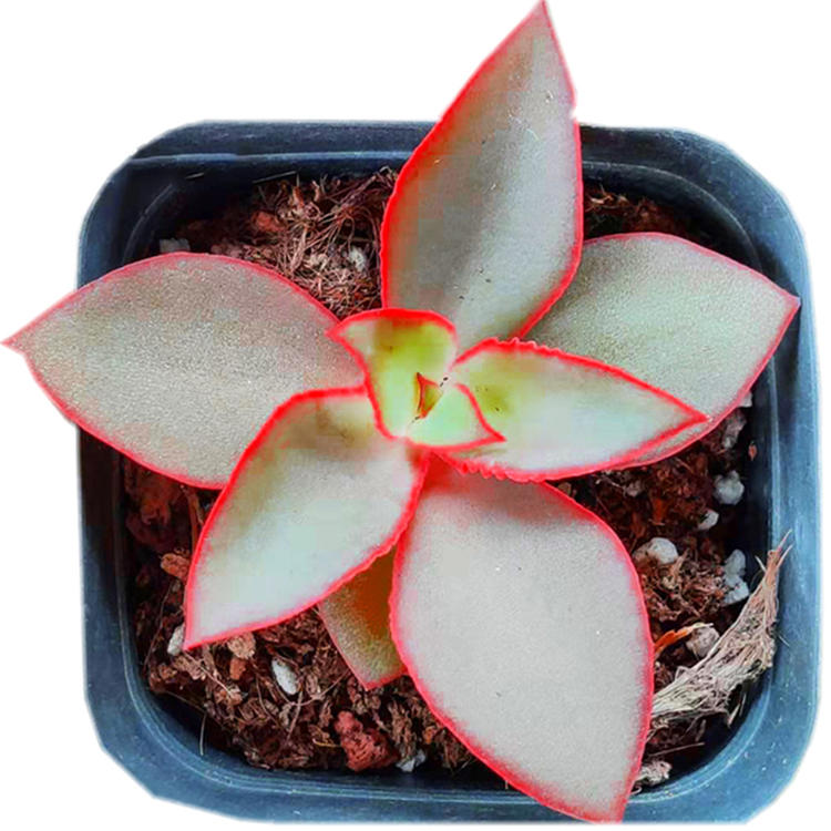 仙气凤凰精灵多肉植物盆栽组合套餐广寒宫刚叶多肉植物