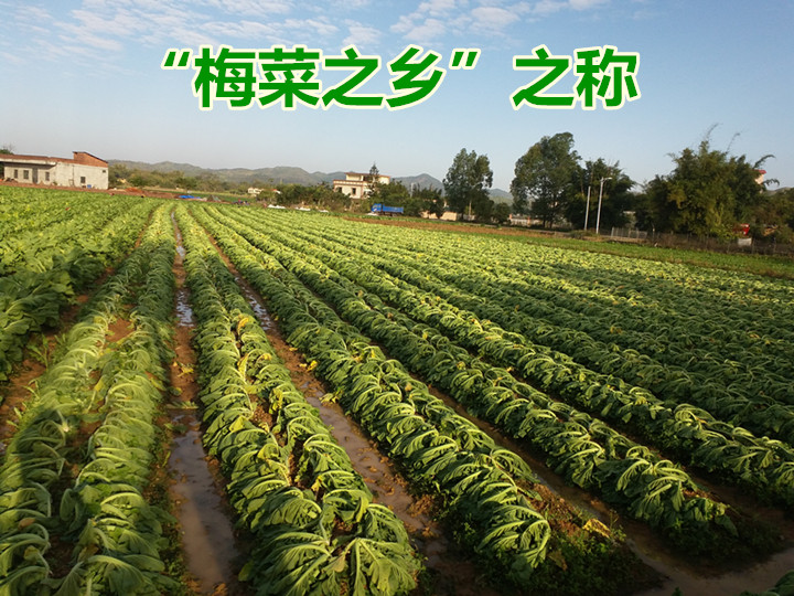 梅菜广东惠州矮陂土特产腌制甜梅菜干4斤礼盒其它干货