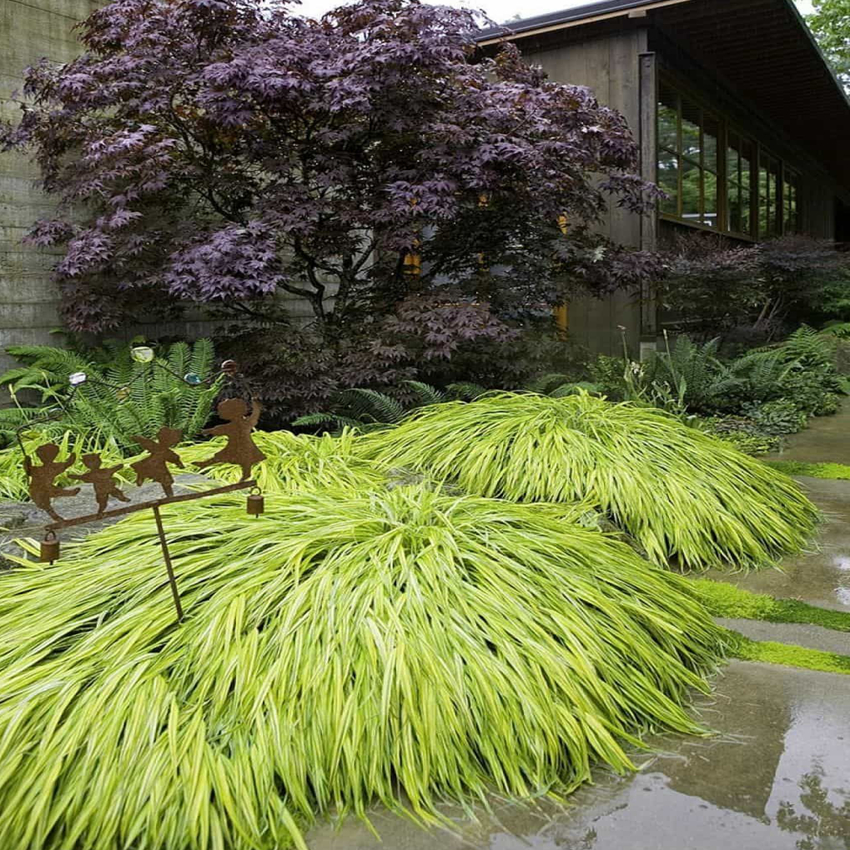 风知黄金叶金叶草斑叶观赏日本进口箱根水边种植绿植