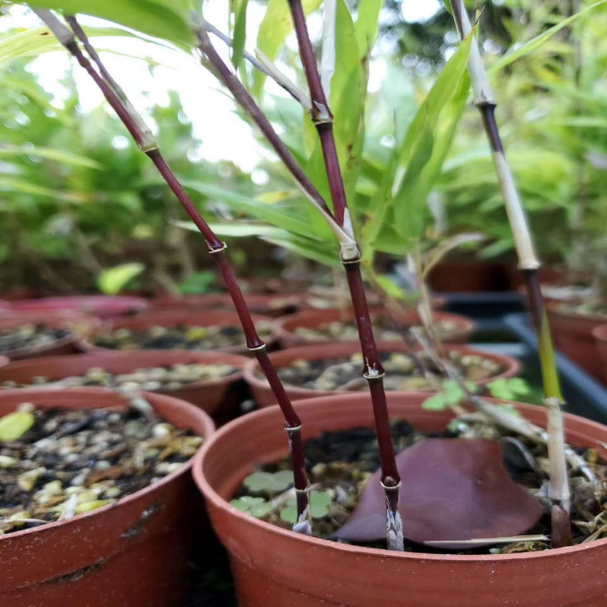 紫竹日本进口黑色竹杆室内阳台桌面绿植盆栽绿植