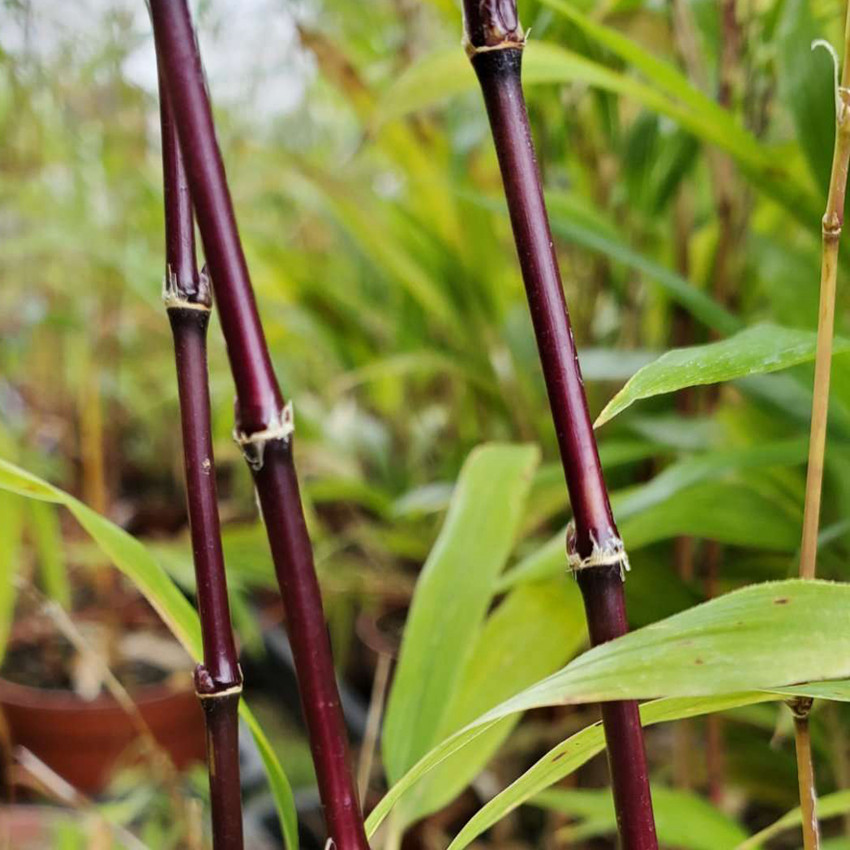 竹紫寒竹日本进口黑色竹杆室内阳台桌面绿植绿植