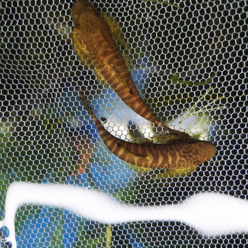 宠物工具小型原生水族冷水活体观赏鱼加温吸盘鱼