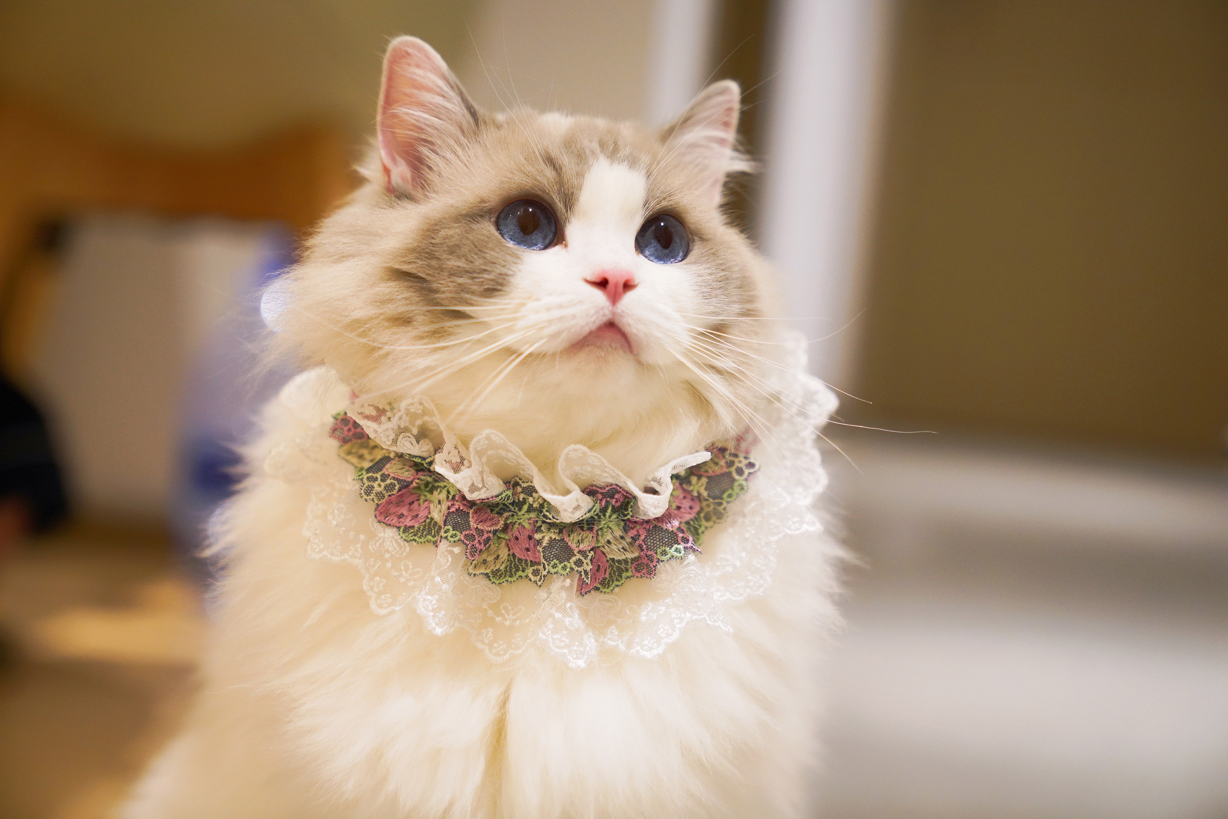 牛年新款布偶猫蕾丝领结猫咪口水宠物狗围脖牛气领结