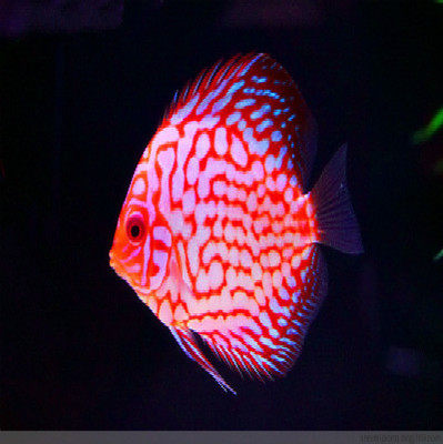 仙鱼七彩神鸽子盖子天子松石渔场直发热带鱼神仙鱼