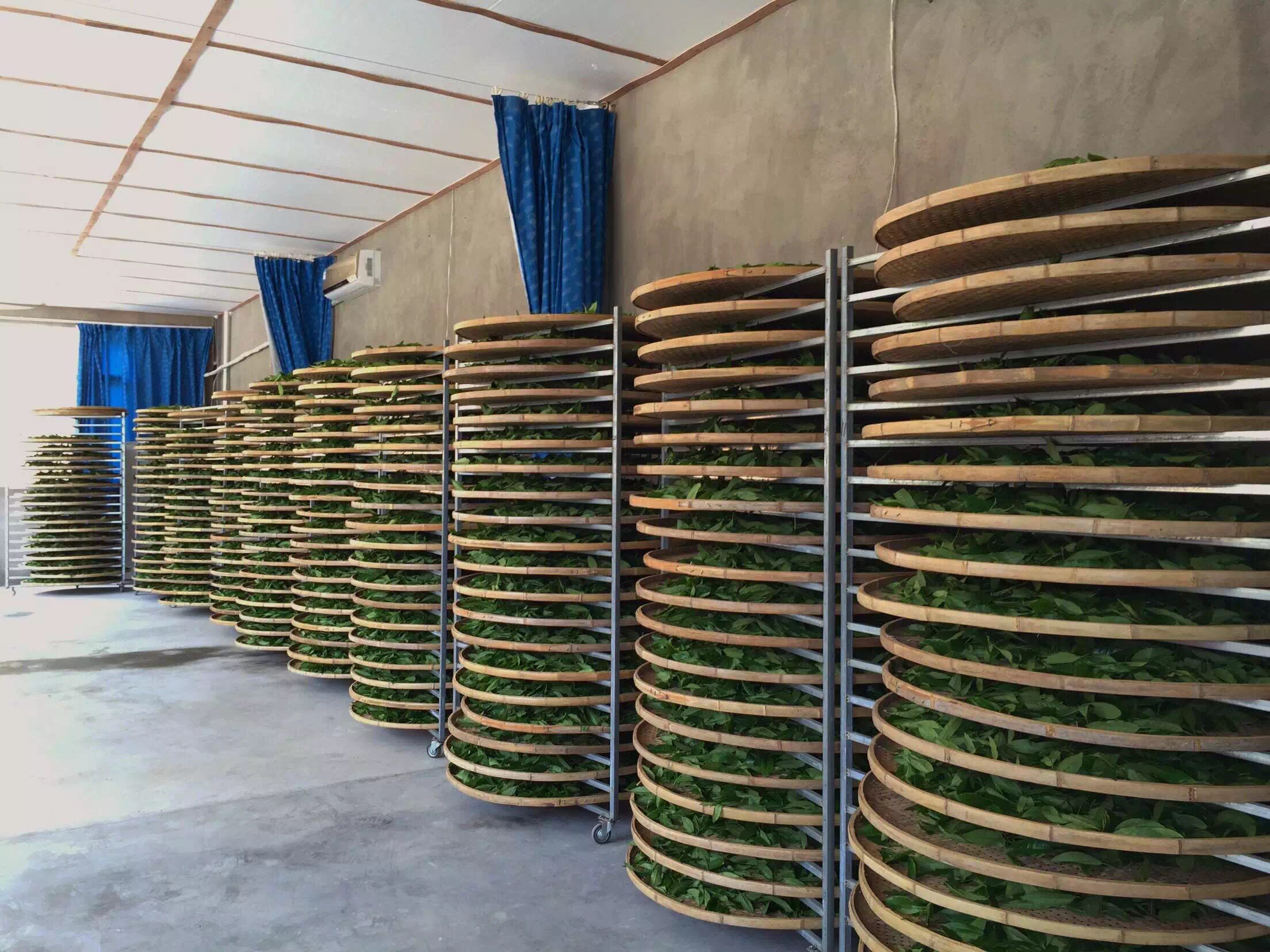 鲜叶晾青摊青凉青茶鲜叶青白绿茶新芳红绿铁架竹编