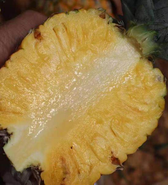 凤梨月底售后包售后顺丰金钻芒果底下金芒23号凤梨